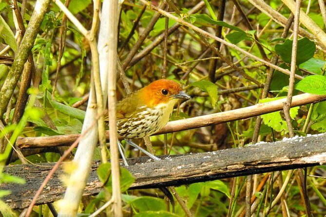 Birdwatching Tour in Giron and Yunguilla Jocotoco Reserve from Cuenca - The Sum Up