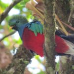 Birdwatching Tour in Tapantí National Park - Who Should Consider This Tour?