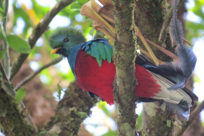 Birdwatching Tour in Tapantí National Park - Who Should Consider This Tour?