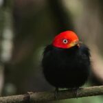 Birdwatching Tour Manuel Antonio / Esquipulas Private Tour - Final Thoughts: Is It Worth It?