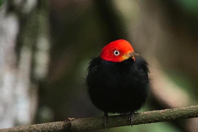 Birdwatching Tour Manuel Antonio / Esquipulas Private Tour - Final Thoughts: Is It Worth It?