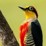 Birdwatching tour to Tijuca National Park with Pica-pau Tours - FAQ