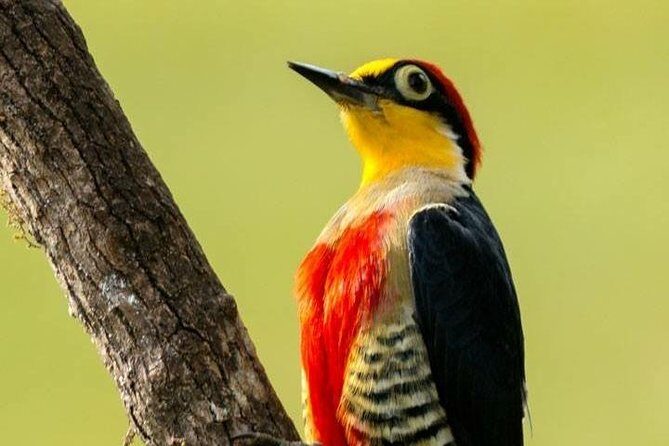 Birdwatching tour to Tijuca National Park with Pica-pau Tours - FAQ