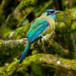 Birdwatching Tour: unlock the wonder, whether beginner or advanced - FAQ