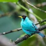 Birdwatching Tour, Via Gualaceo to the Eastern slope from Cuenca - Who Should Consider This Tour?