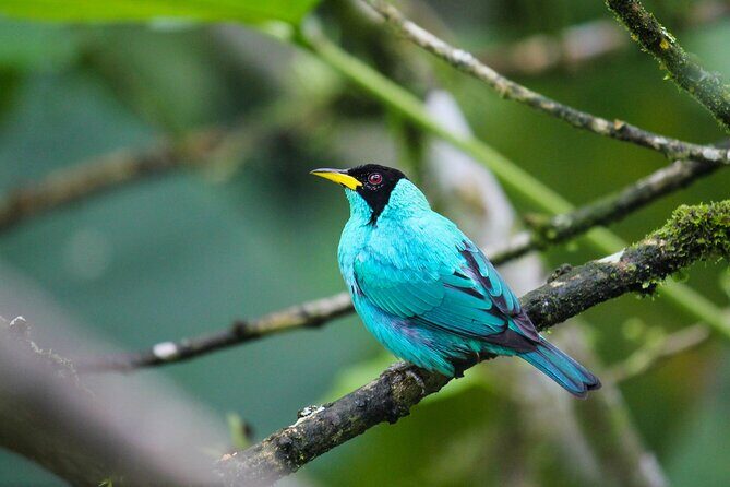 Birdwatching Tour, Via Gualaceo to the Eastern slope from Cuenca - Who Should Consider This Tour?