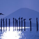 Birdwatching Tours in El Salvador With a Guide - Who Should Book This Tour?