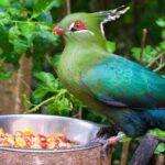 Black Island Tour, Neruda Museum and Tricao Park with Lunch - Lunch at Nobel Neruda: A Feast of Chilean Flavors