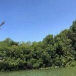 Black River Safari - Exploring the Black River Safari in Depth