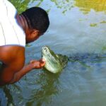 Black River Safari with Transport from Montego Bay - Value and Practicality