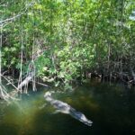 Black River Safari/YS Falls plus Floyd's Pelican Bar Private Tour - What We Value Most