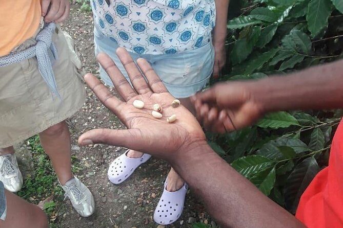 Blue Mountain Path Finder - Authentic Experiences and Practical Details