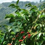 Blue Mountains Coffee Private Tour from Kingston - Authentic Experiences Highlighted by Travelers