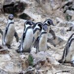 Boat Tour of the Ballestas Islands in Paracas - FAQs