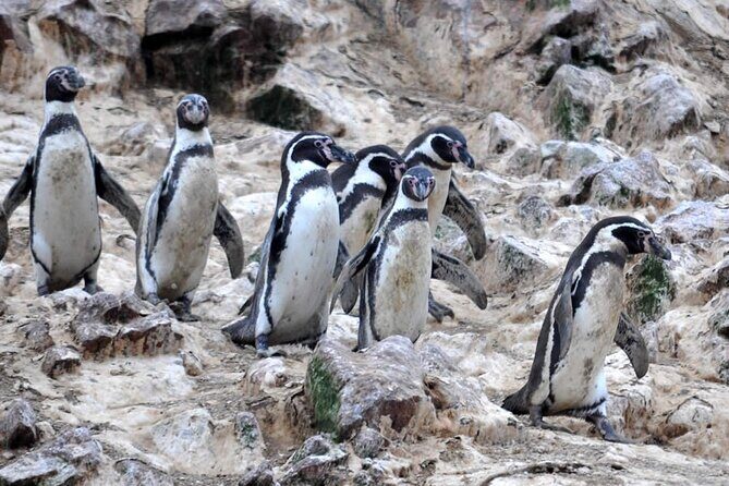 Boat Tour of the Ballestas Islands in Paracas - FAQs