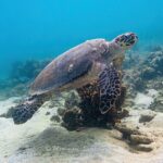 Boat Trip for Snorkeling Discovery of Corals - The Itinerary in Detail