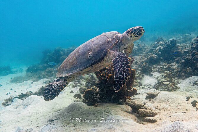 Boat Trip for Snorkeling Discovery of Corals - The Itinerary in Detail