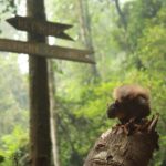 Bogota: Explore the forest and bird watching at Chicaque Natural Park - Who Will Love This Tour?