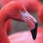 Bonaire Shore Excursion: The Bonaire Highlights Tour - Who Should Consider This Tour?