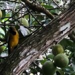 Botanical and Bird Sanctuary Tour in Montego Bay - Practical Details and Tips