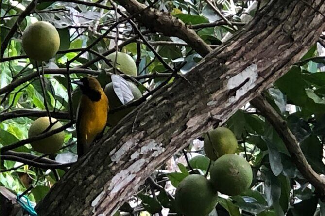 Botanical and Bird Sanctuary Tour in Montego Bay - Practical Details and Tips