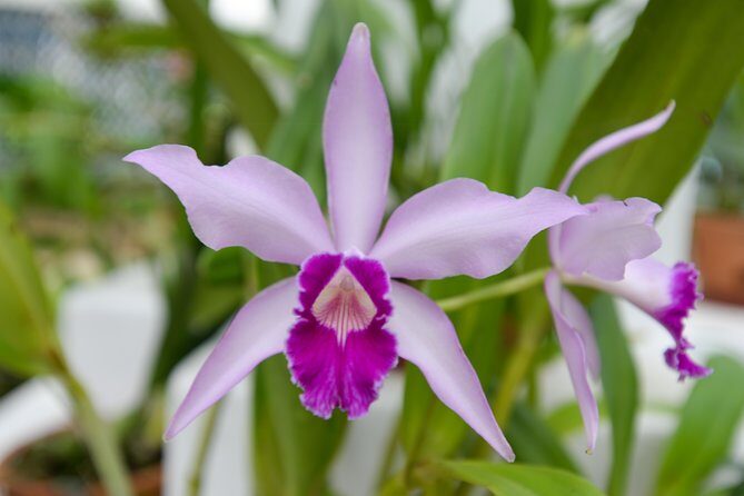 Botanical Garden and Parque Lage Private Tour with a Photographer - Final Thoughts