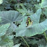 Botanical Garden Cartagena Private Tour with Bilingual Guide - Final Thoughts: Is This Tour Worth It?