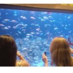 Boulevard Olímpico/AquaRio/Roda Gigante - Exploring Rio’s Waterfront in Depth