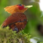 Braulio Carrillo Bird Watching Full Day Pass - Final Thoughts: Is It Worth It?