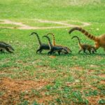 Brazilian Side of Iguazu Falls Tour from Puerto Iguazu - The Value of This Tour