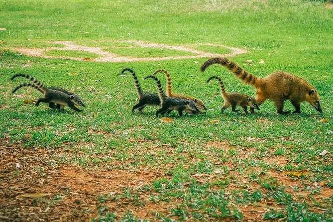 Brazilian Side of Iguazu Falls Tour from Puerto Iguazu - The Value of This Tour