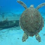 Brewers Bay Beach and Snorkel Adventure - Frequently Asked Questions