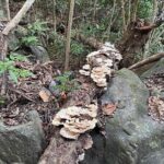 Brewers Bay Eco Hiking Tour - Exploring the Brewers Bay Eco Hiking Tour in Depth