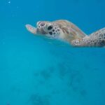 Bridgetown: Wildlife Reserve Tour and Carlisle Bay Cruise - Practical Details & Tips