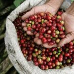 Britt Coffee Tour with lunch. Private Tour from San Jose - What Travelers Say: Authentic Feedback