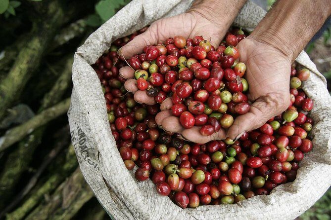 Britt Coffee Tour with lunch. Private Tour from San Jose - What Travelers Say: Authentic Feedback