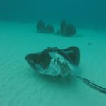 Buccoo Reef and Nylon Pool Adventure - Frequently Asked Questions