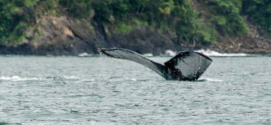 Buenaventura: Pacific Coast Whale Watching Tour - Who Should Consider This Tour?