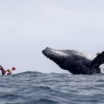 Buenaventura: Whale Watching Trip with Overnight Stay - Breaking Down the Itinerary