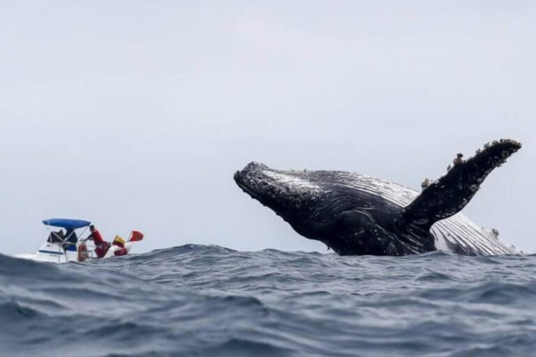 Buenaventura: Whale Watching Trip with Overnight Stay - Breaking Down the Itinerary