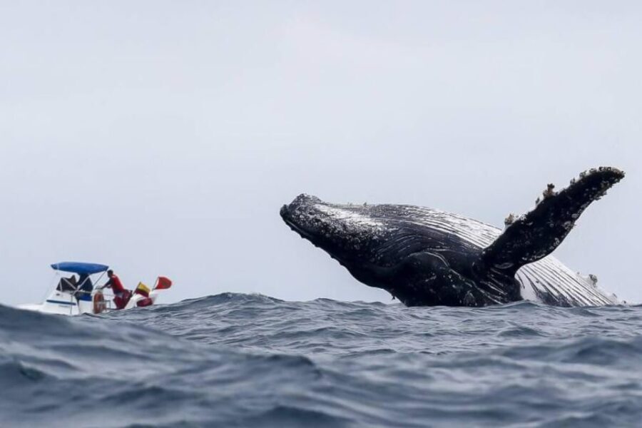 Buenaventura: Whale Watching Trip with Overnight Stay - Breaking Down the Itinerary