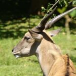 Buenos Aires: Bioparque Temaiken with Transfers - Who Should Take This Tour?