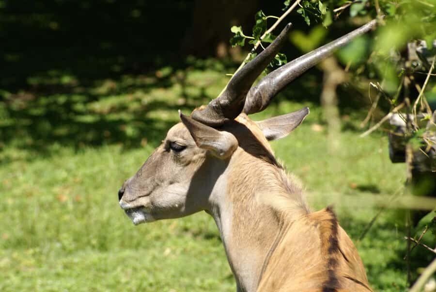 Buenos Aires: Bioparque Temaiken with Transfers - Who Should Take This Tour?
