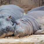 Buenos Aires: Temaiken Biopark including Transfers - The Value Proposition