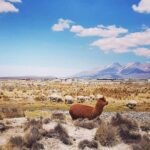 Bus from Puno to Chivay with stops - FAQ: Your Practical Questions Answered