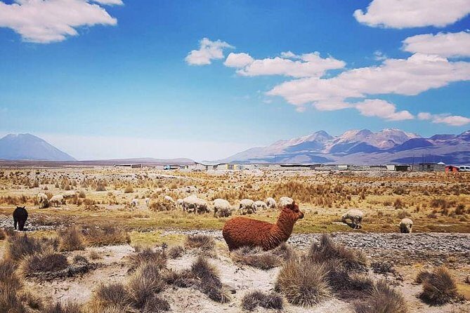 Bus from Puno to Chivay with stops - FAQ: Your Practical Questions Answered