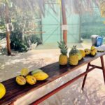 Butterfly Garden & Tortuguero Canals: A Unique Tropical Adventure - Tropical Fruit Stand and Nature Walk