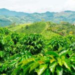 Cacao and Coffee Tour - Key Points