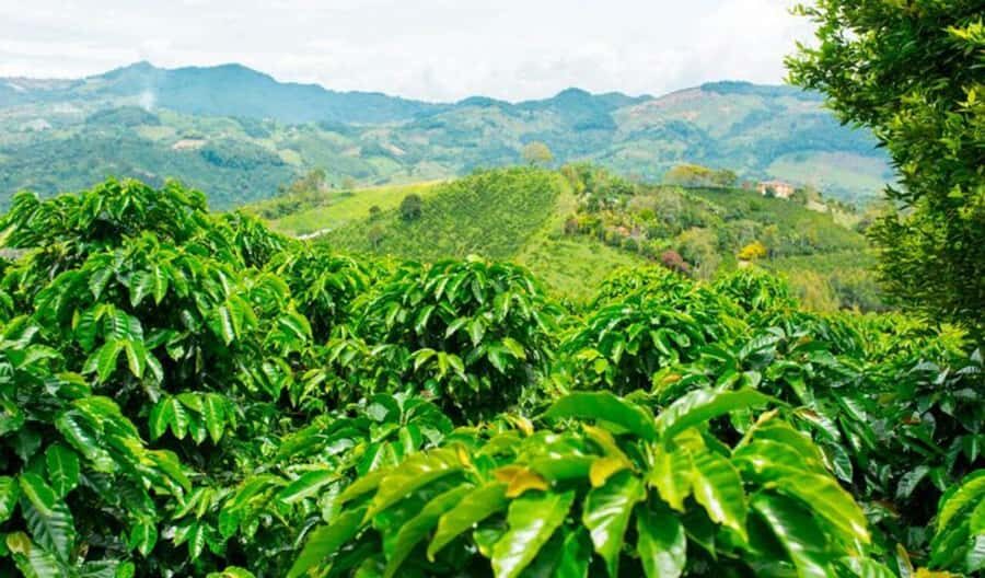 Cacao and Coffee Tour - Key Points