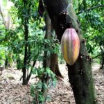 Cacao Experience Tour - What We Love About This Tour